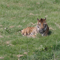 panthera_tigris_sumatrae1bd