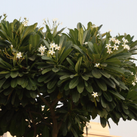 Plumeria acuminata (Frangipanier)
