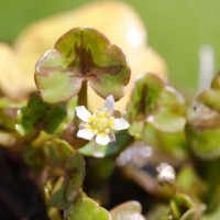 ranunculus_hederaceus3md