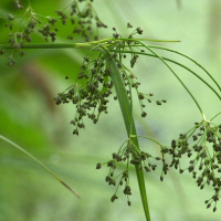 Scirpus_silvaticus