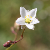 spergula_arvensis3md