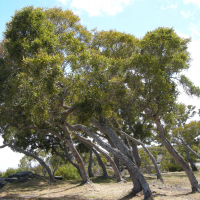 Acacia heterophylla (Tamarin des hauts)