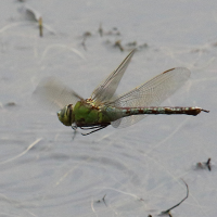 anax_imperator6bd (Anax imperator)