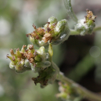 artemisia_eriantha3bd (Artemisia eriantha)