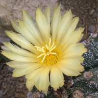 astrophytum_ornatum2bd (Astrophytum ornatum)