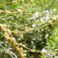 cassytha_filiformis3md (Cassytha filiformis)