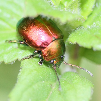 chrysolina_fastuosa6md (Chrysolina fastuosa)