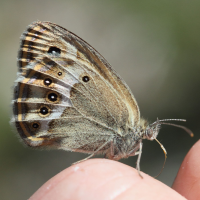 coenonympha_dorus2md (Coenonympha dorus)