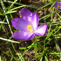 crocus_neapolitanus2md (Crocus neapolitanus)