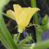 cucumis_sativus3md (Cucumis sativus)