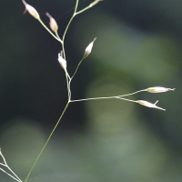 deschampsia_flexuosa2md (Deschampsia flexuosa)