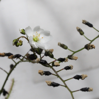 drosera_binata2md