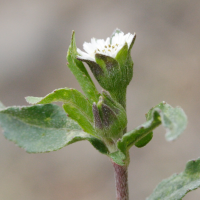 eclipta_prostrata2md (Eclipta prostrata)