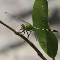 erythemis_vesiculosa2bd