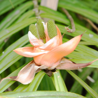 Freycinetia multiflora (Freycinetia, Climbing Pandanus)