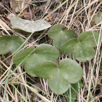 Anemone hepatica (Hépatique, Herbe de la Trinité)