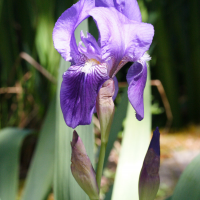 Iris germanica (Iris bleu d'Allemagne, Iris d'Allemagne)