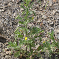 Ononis viscosa (Bugrane visqueuse)