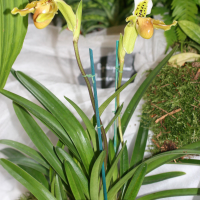 paphiopedilum_exul1md