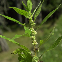 parietaria_officinalis2md