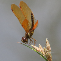 perithemis_mooma2bd