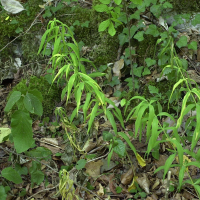 Polygonatum verticillatum (Sceau de Salomon verticillé)