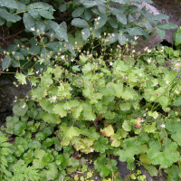 Saxifraga rotundifolia (Saxifrage à feuilles rondes)