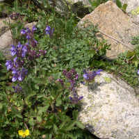 Scutellaria alpina (Scutellaire des Alpes)