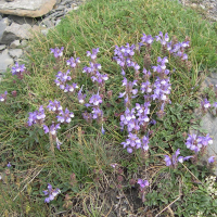 scutellaria_alpina3md