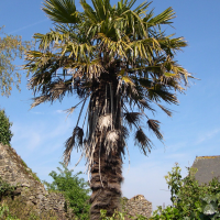Trachycarpus fortunei (Palmier de Chine)