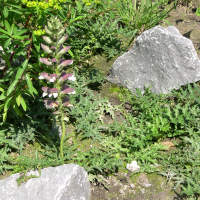 acanthus_spinosus1md