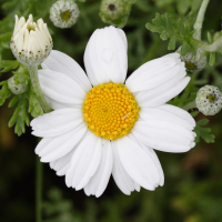 anthemis_nobilis3md (Anthemis nobilis)