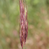 bromus_madritensis2md (Anisantha madritensis)