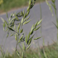 bromus_mollis2md (Bromus mollis)