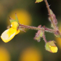 Calceolaria_tripartita