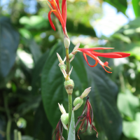 canna_indica4md (Canna indica)