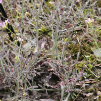 Cardaminopsis arenosa (Arabette des sables, Moutarde des sables)