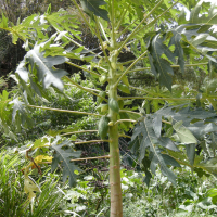 carica_papaya3md (Carica papaya)