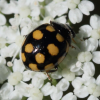 coccinula_quatuordecimpustulata