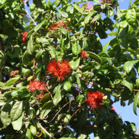 combretum_constrictum4md