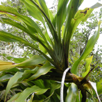 cordyline_mauritiana4md (Cordyline mauritiana)