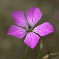 dianthus_graniticus2md