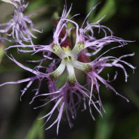 dianthus_superbus2bd (Dianthus superbus)