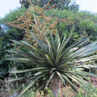 dracaena_draco4mv (Dracaena draco)