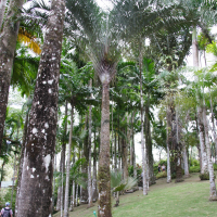 dypsis_decaryi3md