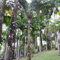 dypsis_decaryi3md (Dypsis decaryi)