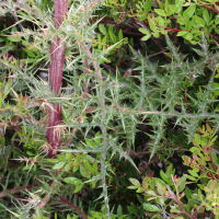 echinops_spinosissimus2md