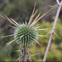 echinops_spinosissimus3md (Echinops spinosissimus)