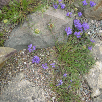 Edraianthus tenuifolius (Campanule)