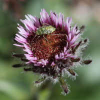 erigeron_uniflorus3bd (Erigeron uniflorus)